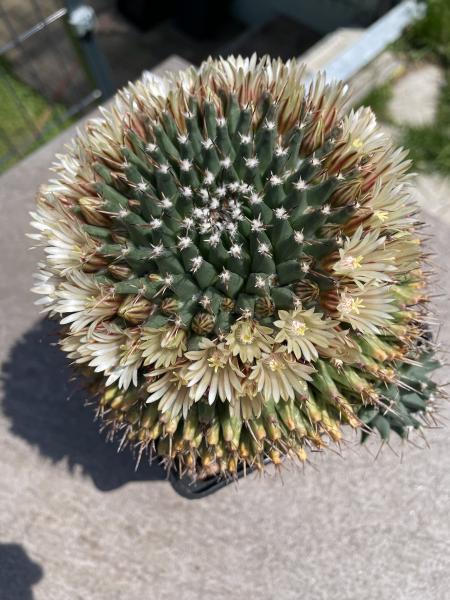 Mammillaria vagaspina